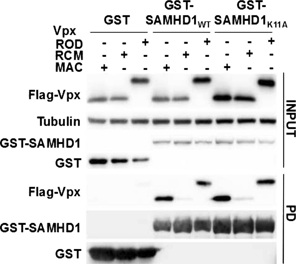 Fig.3.A showing Western Blotting in a Homo sapiens (Human) sample from the publication: Nuclear import of SAMHD1 is mediated by a classical karyopherin α/β1 dependent pathway and confers sensitivity to VpxMAC induced ubiquitination and proteasomal degradation.