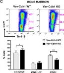 Fig.2.C showing Flow cytometry/Cell sorting from the publication: Efficient terminal erythroid differentiation requires the APC/C cofactor Cdh1 to limit replicative stress in erythroblasts.
