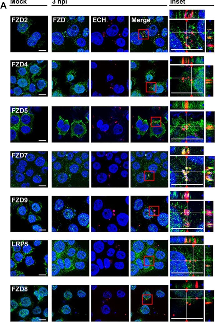 Fig.1.A showing Immunocytochemistry-immunofluorescence in an Ehrlichia chaffeensis sample from the publication: Ehrlichia chaffeensis TRP120 Is a Wnt Ligand Mimetic That Interacts with Wnt Receptors and Contains a Novel Repetitive Short Linear Motif That Activates Wnt Signaling.