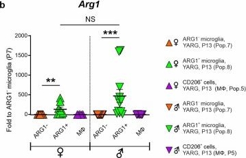 Fig.7.B from the publication: ARG1-expressing microglia show a distinct molecular signature and modulate postnatal development and function of the mouse brain.