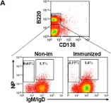 Fig.1.A showing Flow cytometry/Cell sorting from the publication: CD23 can negatively regulate B-cell receptor signaling.