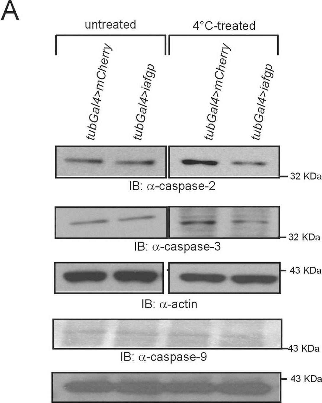 Fig.5.A showing Western Blotting in a Drosophila melanogaster (Fruit fly) sample from the publication: Expression of Ixodes scapularis antifreeze glycoprotein enhances cold tolerance in Drosophila melanogaster.