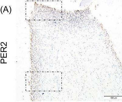 Fig.1.A showing Immunohistochemistry in a Homo sapiens (Human) sample from the publication: PER2 Promotes Odontoblastic/Osteogenic Differentiation of Dental Pulp Stem Cells by Modulating Mitochondrial Metabolism.