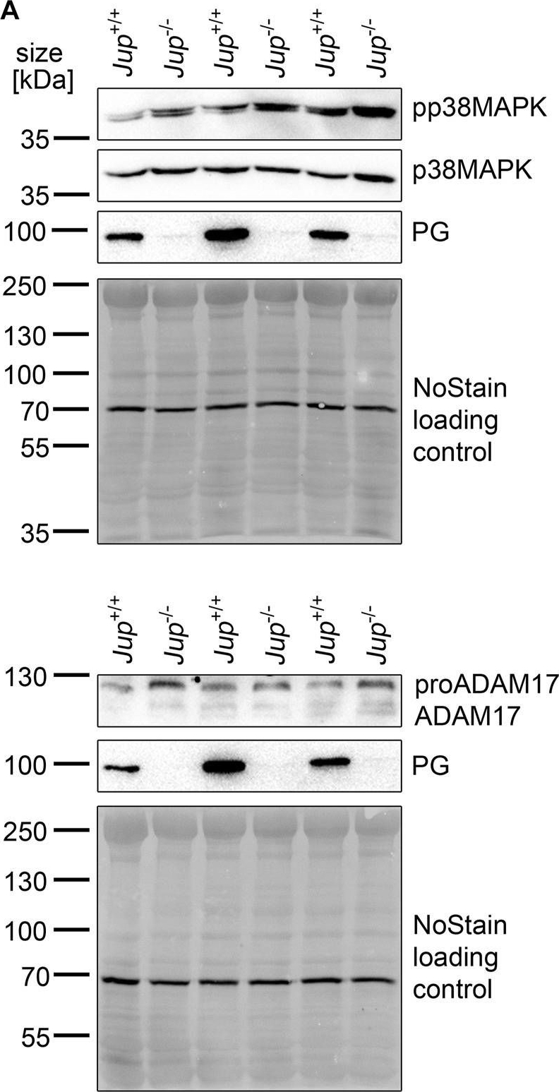 Cardiomyocyte cohesion is increased after ADAM17 inhibition.