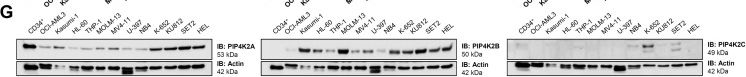 Fig.1.G showing Western Blotting in a Homo sapiens (Human) sample from the publication: Pharmacological Inhibition of PIP4K2 Potentiates Venetoclax-Induced Apoptosis in Acute Myeloid Leukemia.