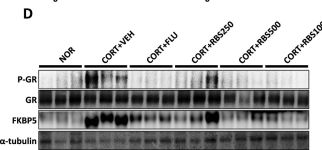 FKBP5 Antibody | Cell Signaling Technology