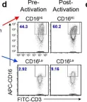 Fig.1.D showing Flow cytometry/Cell sorting in a Homo sapiens (Human) sample from the publication: Unlocking the potential of allogeneic Vδ2 T cells for ovarian cancer therapy through CD16 biomarker selection and CAR/IL-15 engineering.