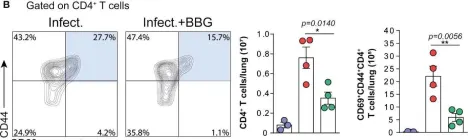 Fig.4.B showing Flow cytometry/Cell sorting from the publication: P2x7 Receptor Signaling Blockade Reduces Lung Inflammation and Necrosis During Severe Experimental Tuberculosis.