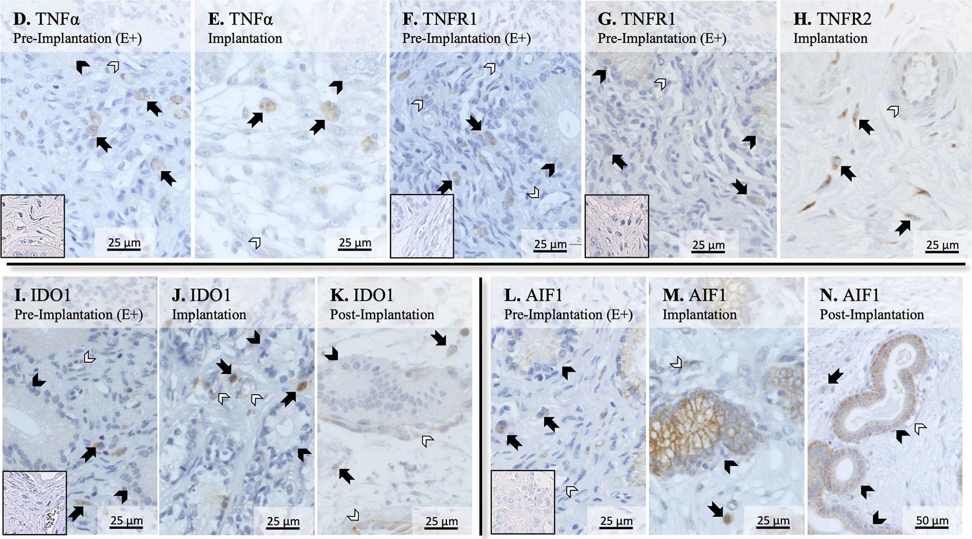 Fig.4.H showing Immunohistochemistry in a Canis lupus familiaris (Domestic dog) sample from the publication: Selected Uterine Immune Events Associated With the Establishment of Pregnancy in the Dog.