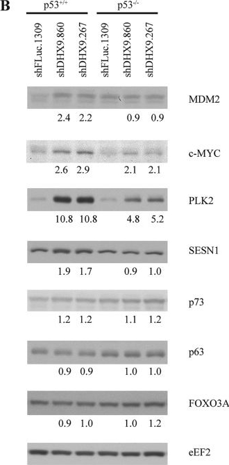 Fig.6.B showing Western Blotting in a Homo sapiens (Human) sample from the publication: Dependence of p53-deficient cells on the DHX9 DExH-box helicase.