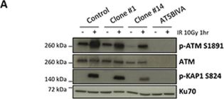 sc 23921 atm antibody 2c1 santa