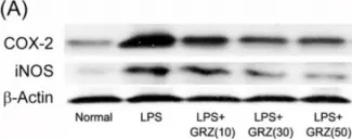 Fig.3.A showing Western Blotting in a Mus musculus (House mouse) sample from the publication: Glycyrrhizin alleviates neuroinflammation and memory deficit induced by systemic lipopolysaccharide treatment in mice.