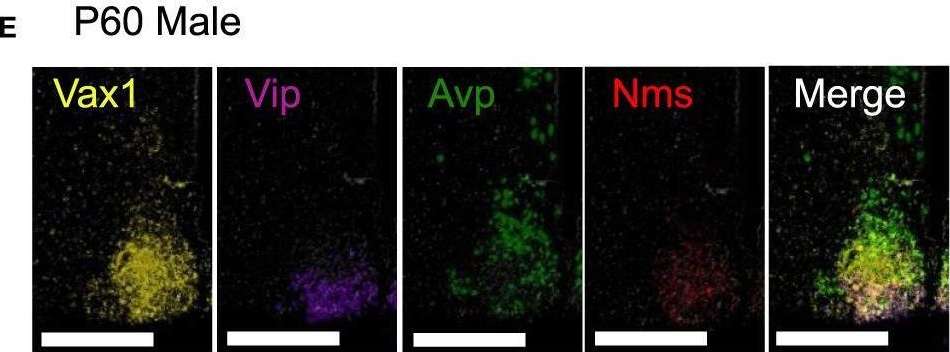 Fig.1.E showing Immunocytochemistry-immunofluorescence from the publication: The transcription factor VAX1 in VIP neurons of the suprachiasmatic nucleus impacts circadian rhythm generation, depressive-like behavior, and the reproductive axis in a sex-specific manner in mice.