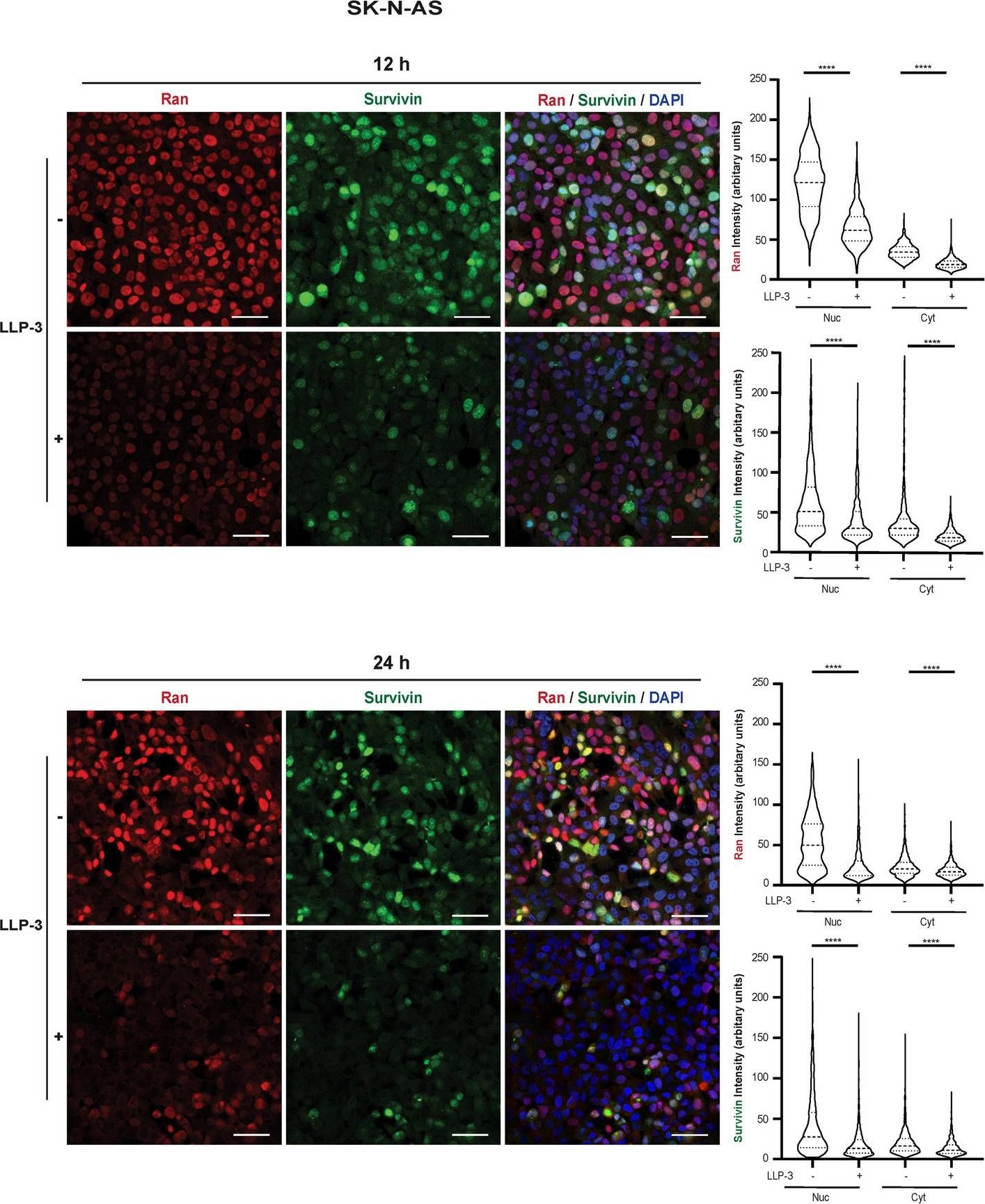 Fig.5.A showing Immunocytochemistry-immunofluorescence in a Homo sapiens (Human) sample from the publication: The survivin-ran inhibitor LLP-3 decreases oxidative phosphorylation, glycolysis and growth of neuroblastoma cells.