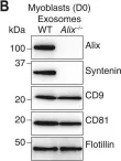 Fig.4.B showing Western Blotting in a Mus musculus (House mouse) sample from the publication: Distinct functions of dimeric and monomeric scaffold protein Alix in regulating F-actin assembly and loading of exosomal cargo.