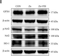 Fig.7.I showing Western Blotting from the publication: Fisetin alleviates zinc overload-induced intestinal injury by inhibiting ferroptosis and remodeling gut microbiota in weaned piglets.