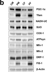 Fig.2.B showing Western Blotting from the publication: Effects of Combined Exercise Training on Modulating Fine Particulate Matter-Induced Skeletal Muscle Damage in Offspring Gestationally Exposed.