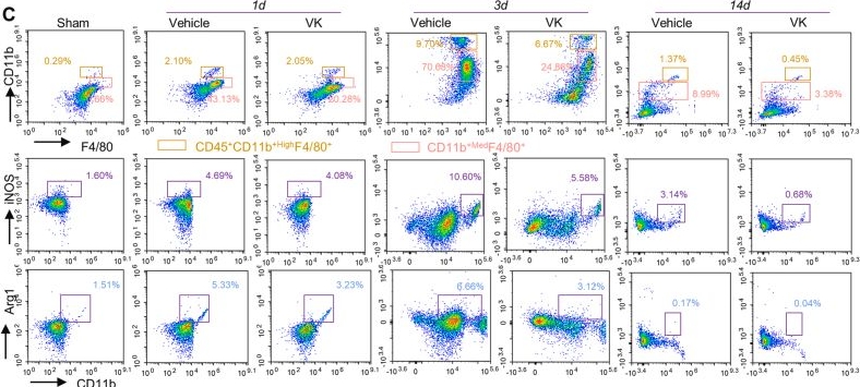 Fig.3.C showing Flow cytometry/Cell sorting from the publication: Vespakinin-M delineates an AMPK/mTOR-arginine-TCA cycle axis to act as an immunometabolic switch in post-stroke microglia.