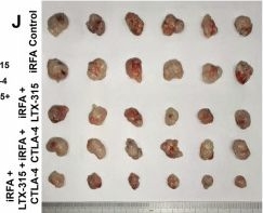 Fig.6.J from the publication: Oncolytic peptide LTX-315 plus an anti-CTLA-4 antibody induces a synergistic anti-cancer immune response in residual tumors after radiofrequency ablation of hepatocellular carcinoma.