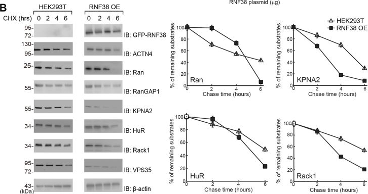 Fig.6.B showing Western Blotting in a Homo sapiens (Human) sample from the publication: Engineering an orthogonal ubiquitin transfer cascade with RING E3 RNF38 by phage display to reveal its regulation of nuclear transport.