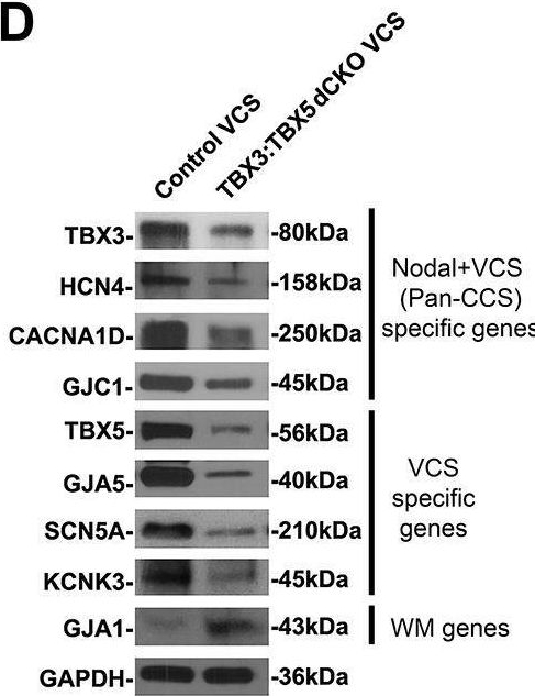 Fig.4.D showing Western Blotting in a Mus musculus (House mouse) sample from the publication: Coordinated Tbx3/Tbx5 transcriptional control of the adult ventricular conduction system.