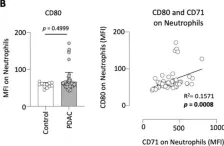 Fig.2.B showing Flow cytometry/Cell sorting in a Homo sapiens (Human) sample from the publication: CD71 expressing circulating neutrophils serve as a novel prognostic biomarker for metastatic spread and reduced outcome in pancreatic ductal adenocarcinoma patients.