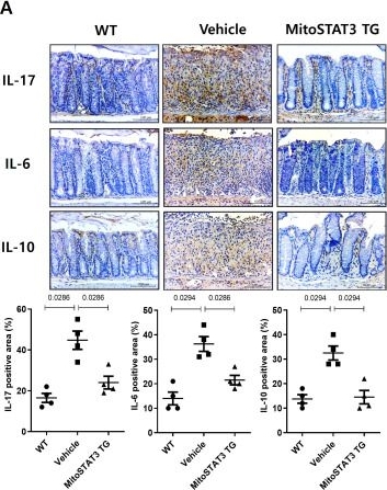 Fig.5.A showing Immunohistochemistry in a Mus musculus (House mouse) sample from the publication: Overexpression of mitochondrial STAT3 protein improves colonic inflammation and fibrosis in inflammatory bowel disease by enhancing mitochondrial function.