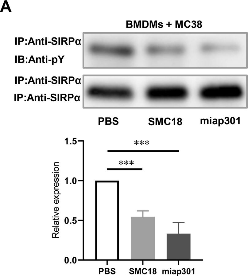 Fig.3.A showing Western Blotting in a Mus musculus (House mouse) sample from the publication: Discovery of a novel small molecule as CD47/SIRPα and PD-1/PD-L1 dual inhibitor for cancer immunotherapy.