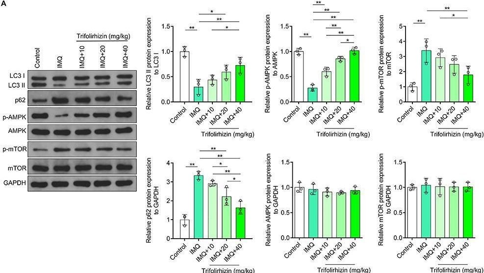 Fig.4.A showing Western Blotting in a Mus musculus (House mouse) sample from the publication: Trifolirhizin improves the hyperproliferation and excessive inflammatory response in human HaCaT keratinocytes and ameliorates skin lesions in psoriasis-like mouse models.