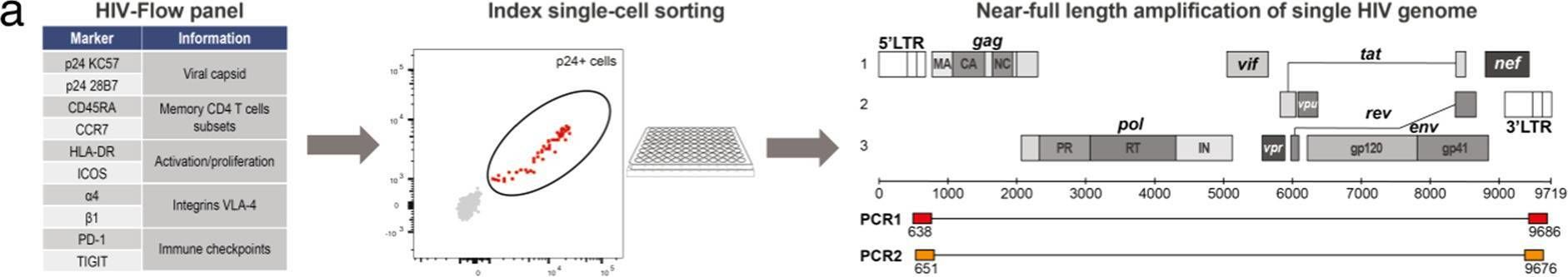 Fig.1.A showing Western Blotting from the publication: Phenotypic characterization of single CD4+ T cells harboring genetically intact and inducible HIV genomes.