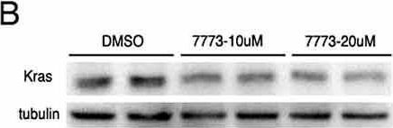 Fig.9.B showing Western Blotting in a Homo sapiens (Human) sample from the publication: Small molecule inhibitor of Igf2bp1 represses Kras and a pro-oncogenic phenotype in cancer cells.