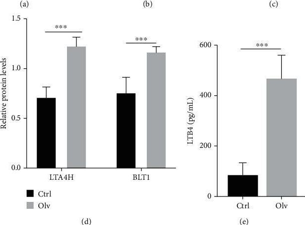 Fig.2.A showing Enzyme-linked immunosorbent assay from the publication: LTB4 Promotes Acute Lung Injury via Upregulating the PLCε-1/TLR4/NF-κB Pathway in One-Lung Ventilation.