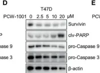 Fig.4.D showing Western Blotting in a Homo sapiens (Human) sample from the publication: PCW-1001, a Novel Pyrazole Derivative, Exerts Antitumor and Radio-Sensitizing Activities in Breast Cancer.