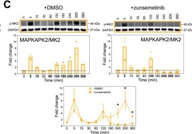 Fig.7.C from the publication: Interrogating endothelial barrier regulation by temporally resolved kinase network generation.