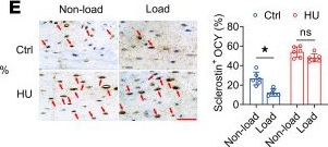 Fig.1.E showing Immunohistochemistry in a Mus musculus (House mouse) sample from the publication: Glucose- and glutamine-dependent bioenergetics sensitize bone mechanoresponse after unloading by modulating osteocyte calcium dynamics.