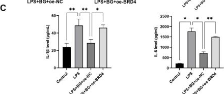Fig.8.C showing Enzyme-linked immunosorbent assay from the publication: Bitter gourd peptides (BG) alleviate lupus progression in mice through regulation of miR-146a/BRD4 axis in macrophages.