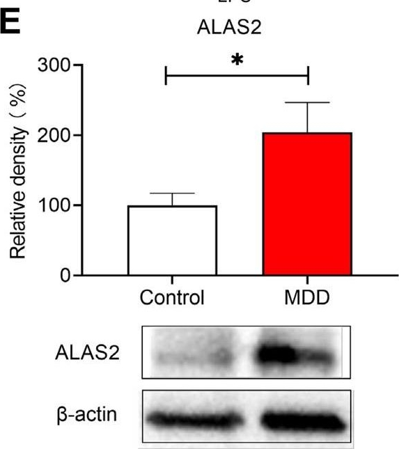 Fig.2.E showing Western Blotting in a Homo sapiens (Human) sample from the publication: A role of splenic heme biosynthesis pathway in the persistent prophylactic actions of arketamine in lipopolysaccharide-treated mice.