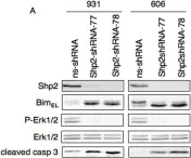 Fig.2.A showing Western Blotting from the publication: Oncogenic kit triggers Shp2/Erk1/2 pathway to down-regulate the pro-apoptotic protein Bim and to promote apoptosis resistance in leukemic cells.