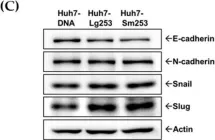 Fig.6.C showing Western Blotting from the publication: Investigating the Genetic Diversity of Hepatitis Delta Virus in Hepatocellular Carcinoma (HCC): Impact on Viral Evolution and Oncogenesis in HCC.