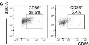 Fig.5.G showing Flow cytometry/Cell sorting in a Mus musculus (House mouse) sample from the publication: CSF1R antagonism limits local restimulation of antiviral CD8+ T cells during viral encephalitis.