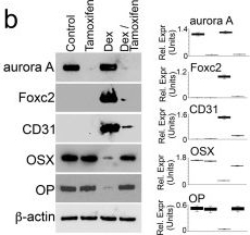 Fig.7.B showing Western Blotting in a Mus musculus (House mouse) sample from the publication: Aurora Kinase A Regulates Cell Transitions in Glucocorticoid-Induced Bone Loss.