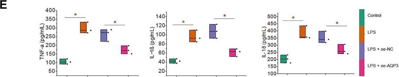Fig.4.E showing Enzyme-linked immunosorbent assay in a Mus musculus (House mouse) sample from the publication: AQP3-mediated activation of the AMPK/SIRT1 signaling pathway curtails gallstone formation in mice by inhibiting inflammatory injury of gallbladder mucosal epithelial cells.