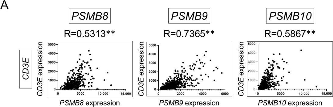 Fig.1.A showing Flow cytometry/Cell sorting in a Homo sapiens (Human) sample from the publication: The Novel HDAC Inhibitor OBP-801 Promotes MHC Class I Presentation Through LMP2 Upregulation, Enhancing the PD-1-Targeting Therapy in Clear Cell Renal Cell Carcinoma.