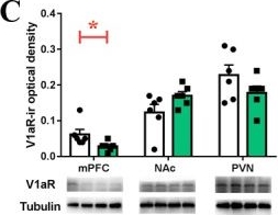 Fig.5.C showing Western Blotting in a Lasiopodomys mandarinus (Mandarin vole) sample from the publication: Increased anxiety and decreased sociability induced by paternal deprivation involve the PVN-PrL OTergic pathway.