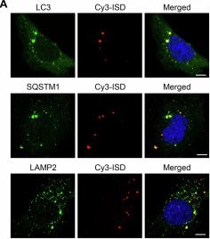 Fig.3.A showing Immunocytochemistry-immunofluorescence from the publication: Cytosolic DNA inhibits rDNA transcription by retaining the RNA polymerase I transcription machinery.