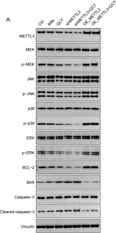 Fig.4.A showing Western Blotting in a Rattus norvegicus (Rat) sample from the publication: Quercetin Suppresses Uterine Leiomyoma Progression by Modulating METTL3-Mediated MAPK Signaling.