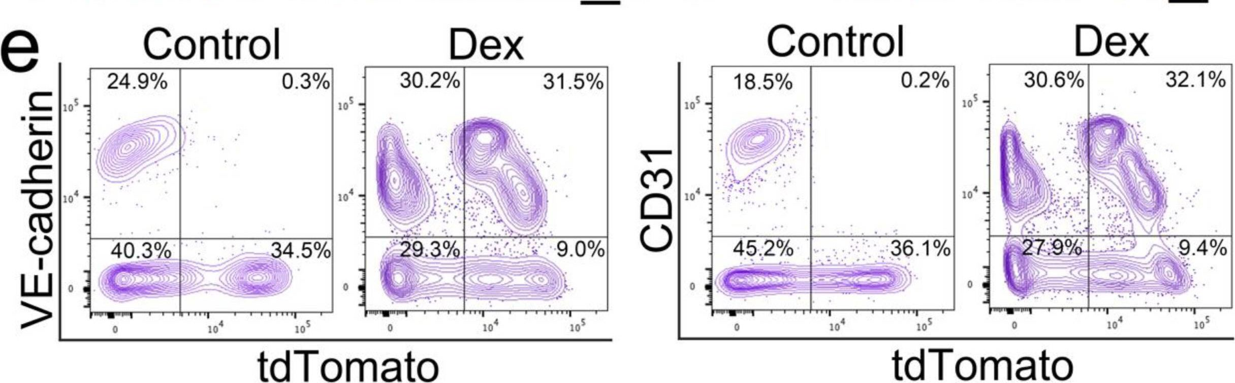 Fig.3.E showing Flow cytometry/Cell sorting in a Mus musculus (House mouse) sample from the publication: Cell Transitions Contribute to Glucocorticoid-Induced Bone Loss.