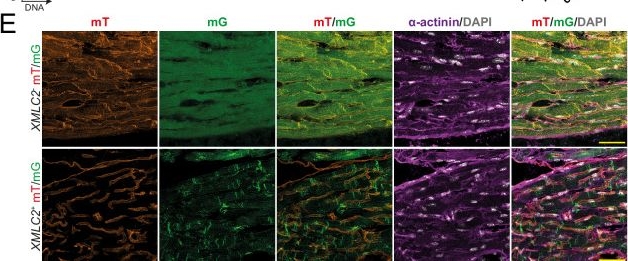 Fig.1.E showing Immunohistochemistry-immunofluorescence from the publication: The PIDDosome controls cardiomyocyte polyploidization during postnatal heart development.