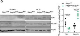 Fig.3.G showing Western Blotting from the publication: Spatial Mechano-Signaling Regulation of GTPases through Non-Degradative Ubiquitination.