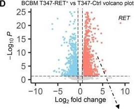 Fig.4.D showing Flow cytometry/Cell sorting in a Homo sapiens (Human) sample from the publication: RET overexpression leads to increased brain metastatic competency in luminal breast cancer.
